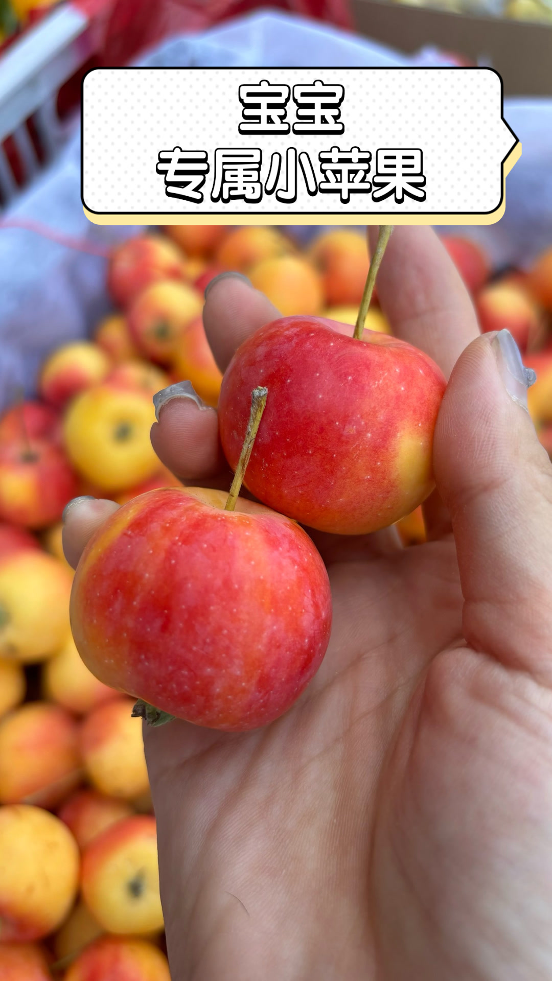 陕西军营版小苹果(陕西小苹果叫什么水果)-第5张图片-有道翻译官网 陕西军营版小苹果(陕西小苹果叫什么水果)-第5张图片-有道翻译官网