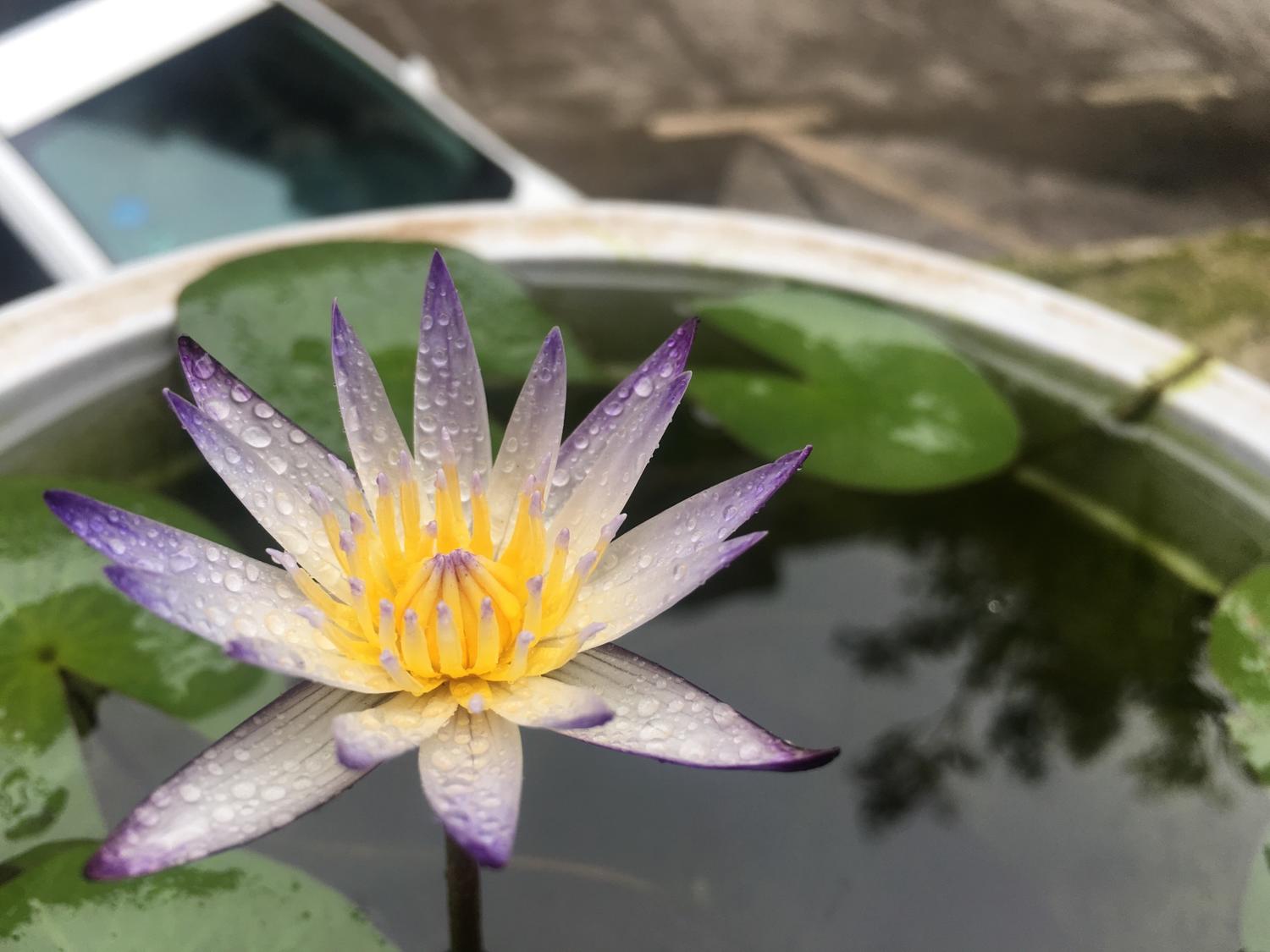 睡莲app下载苹果版(睡莲app下载苹果版安装)-第11张图片-有道翻译官网 睡莲app下载苹果版(睡莲app下载苹果版安装)-第11张图片-有道翻译官网