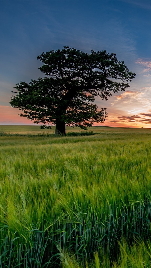 麦田苹果破解版(麦田破解版免费下载)-第8张图片-有道翻译官网 麦田苹果破解版(麦田破解版免费下载)-第8张图片-有道翻译官网